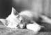 Cat Kitten BW
