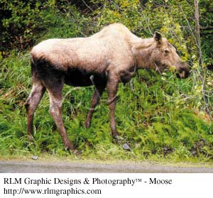 Moose