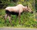 Moose