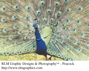Peacock