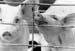 Pigs BW