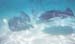 Stingray 1