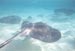 Stingray 2