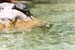 Turtle 1