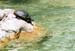 Turtle 2