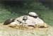 Turtle 3