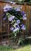 Clematis Purple 1