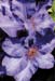 Clematis Purple 2