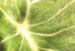 Elephant Leaf