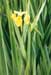 Flower Yellow