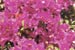 Flowers Purple