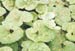 Leaves 1