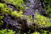 Rhodies Purple
