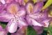 Rhodies Purple