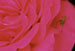 Rose Bug 1