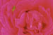 Rose Bug 2