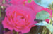 Rose Pink
