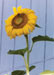 Sunflower 1