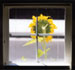 Sunflower 2
