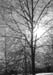 Ice Trees B&W