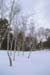 Snow Trees