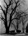 Trees Fog B&W